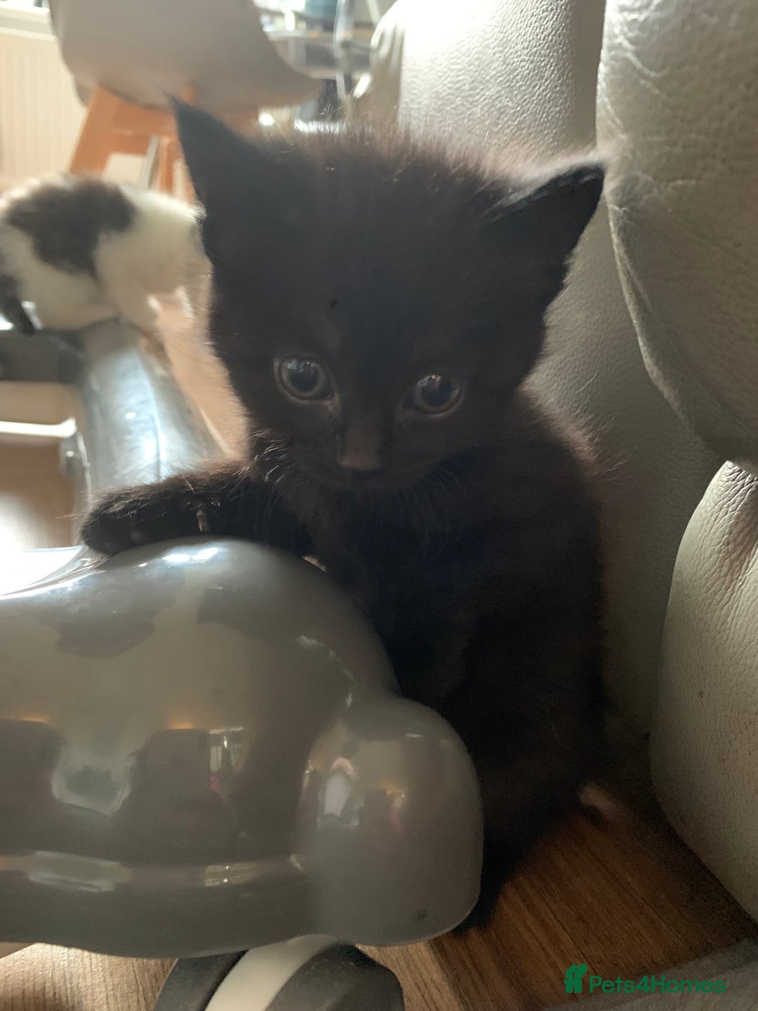 British Longhair cats for sale: Beautiful Tuxedo X Long haired Kittens ❤️ - Advert 11