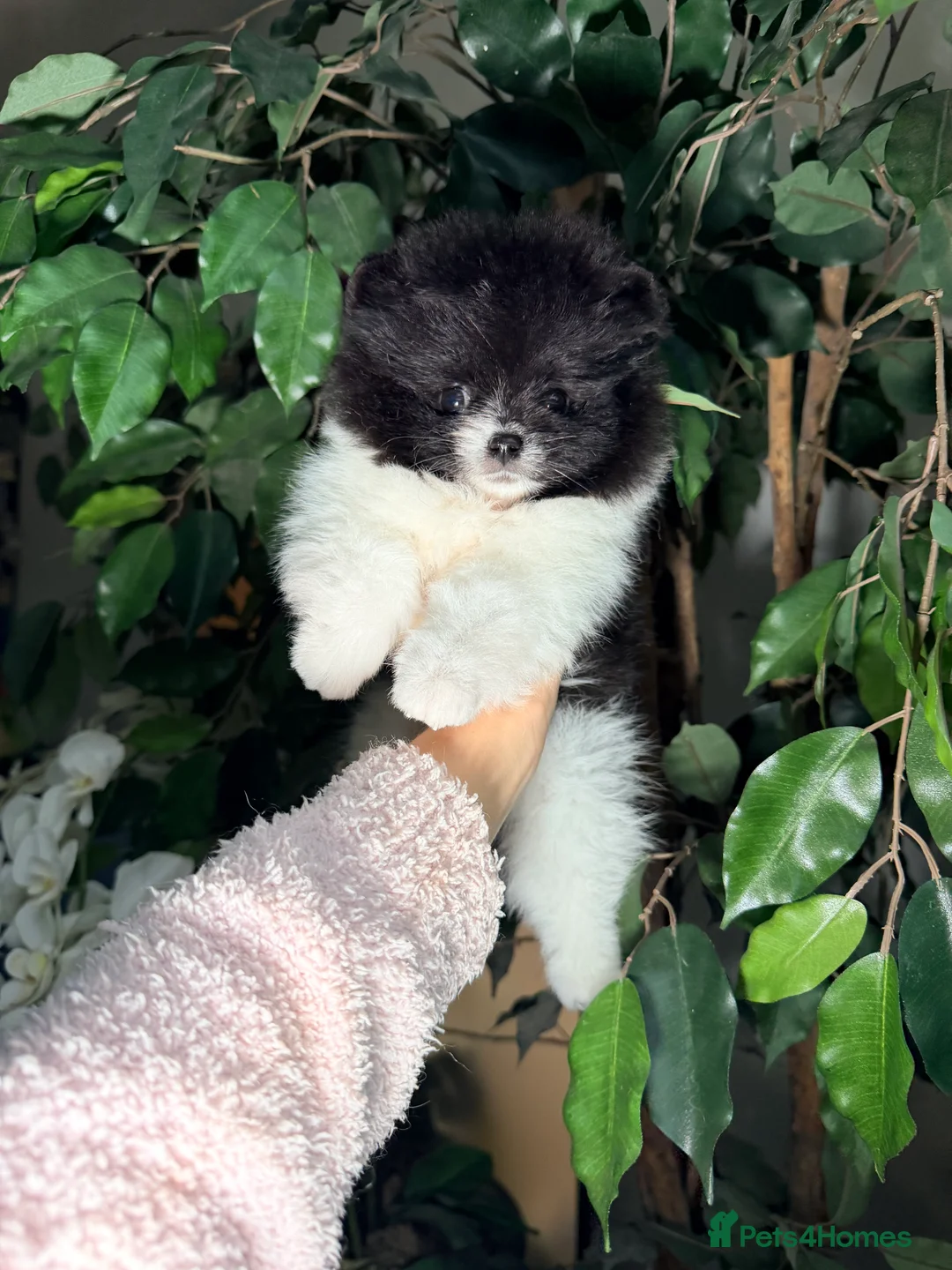 Pomeranian dogs for sale: Party color Pomeranian boy like a panda bear - Advert 10