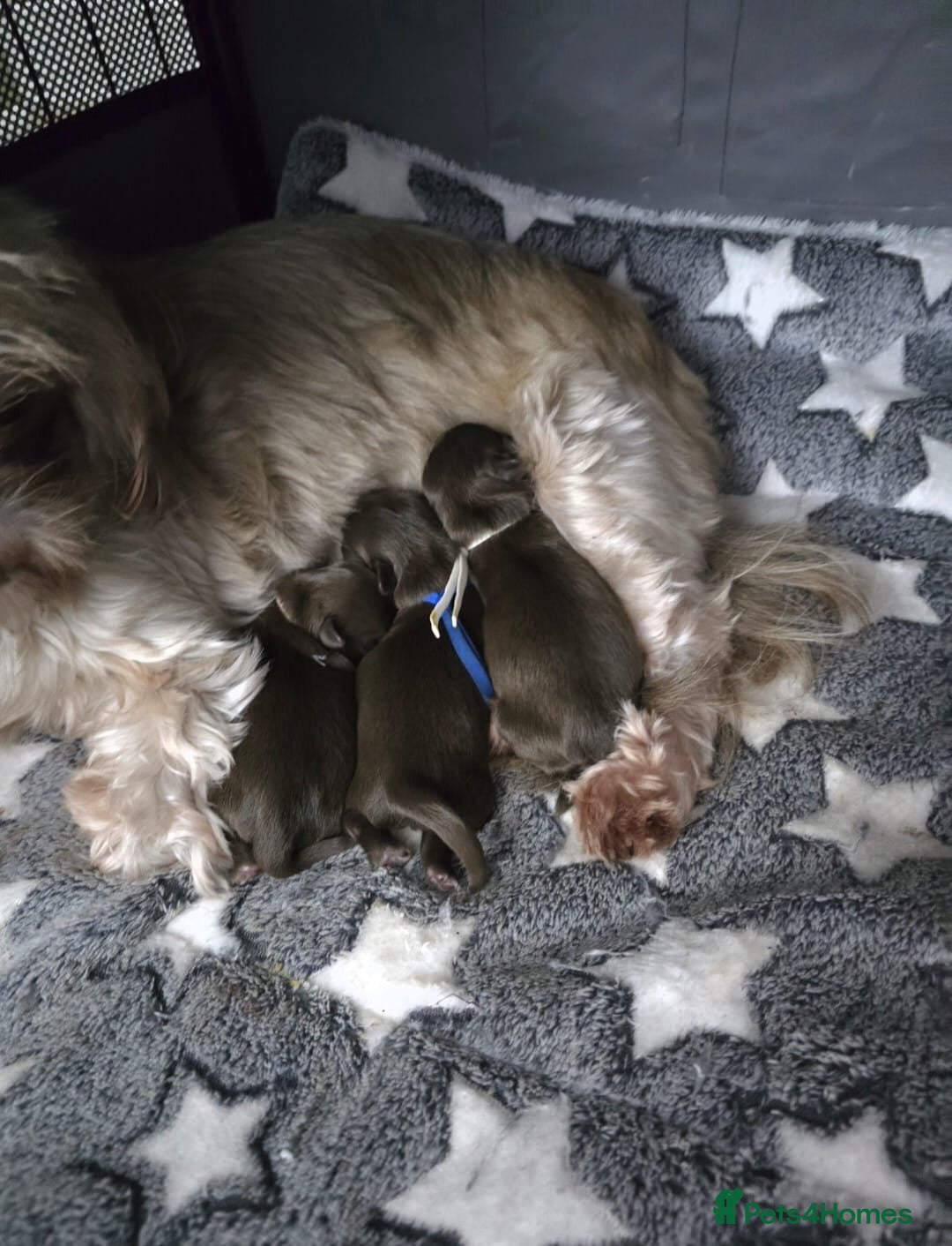Shih Tzu dogs for sale: 3 chocolate imperial shih tzu pups - Advert 6