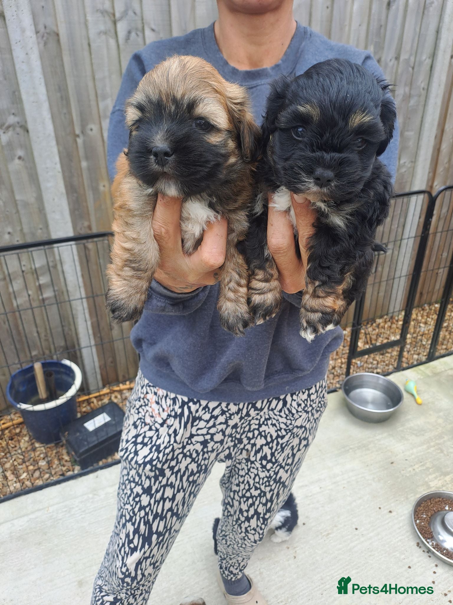 Lhasa Apso dogs Lhasa Apso Puppies  - Advert 4