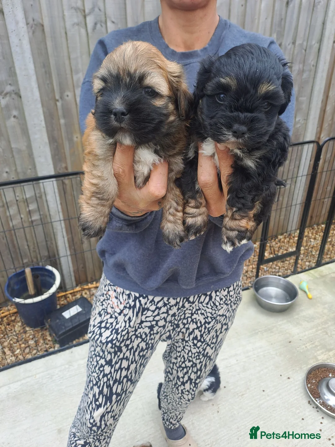 Lhasa Apso dogs for sale: Lhasa Apso Puppies  - Advert 6