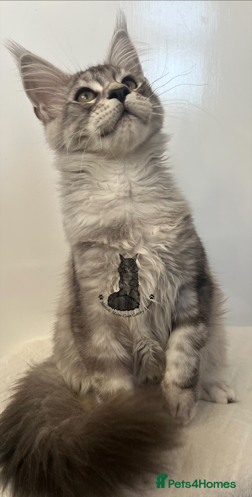 Maine Coon cats Maine Coon boy male blue silver tabby TICA ready  - Advert 14