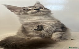 Maine Coon cats for sale: Maine Coon boy male blue silver tabby TICA ready  - Advert 1