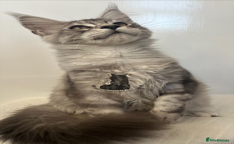 Maine Coon cats Maine Coon boy male blue silver tabby TICA ready  - Advert 16