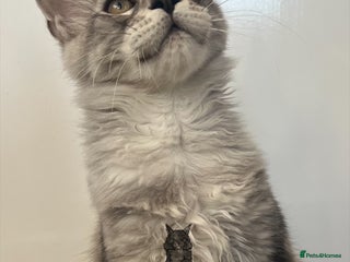 Maine Coon cats Maine Coon boy male blue silver tabby TICA ready - Advert 14