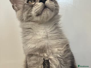 Maine Coon cats Maine Coon boy male blue silver tabby TICA ready - Advert 17