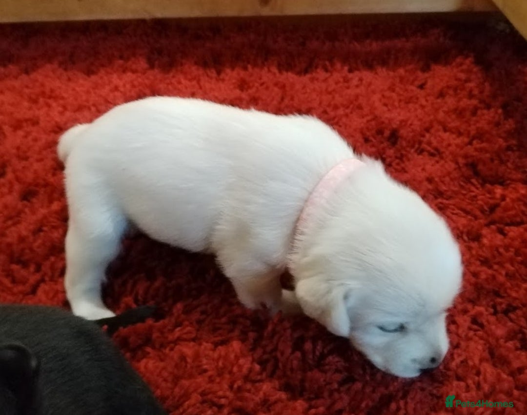 Labrador Retriever dogs for sale: Chunky Yellow & Black Labrador Puppies - Advert 11