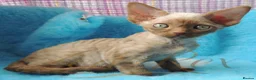 Devon Rex cats for sale: Beautiful Devon Rex Kittens For Sale - Advert 1