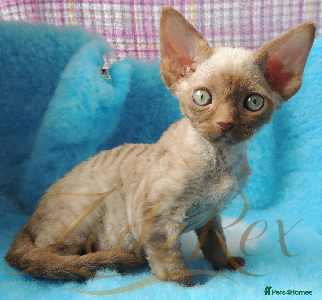 Devon Rex cats for sale: Beautiful Devon Rex Kittens For Sale - Advert 1
