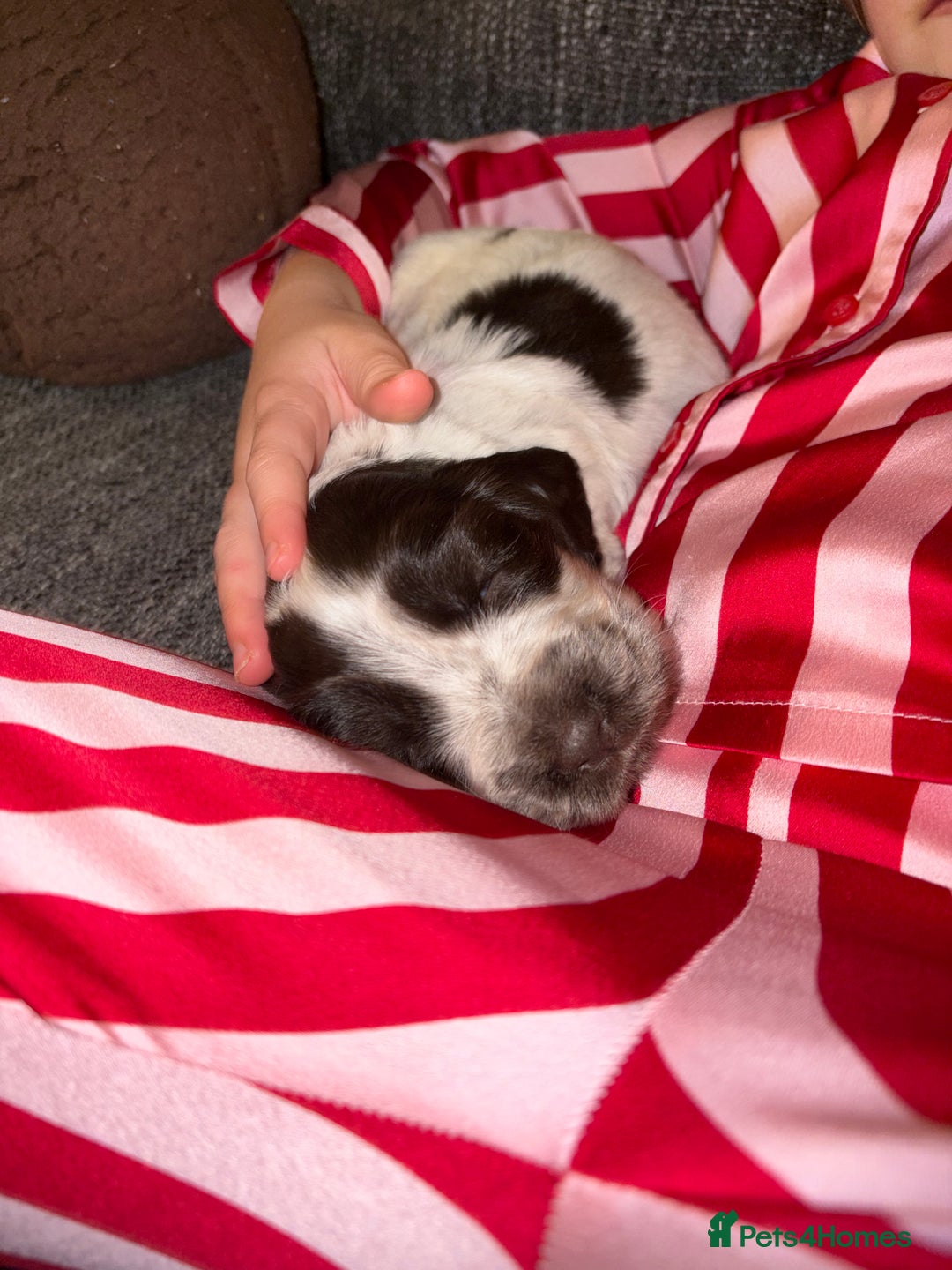 Cocker Spaniel dogs for sale: Quality kc show type cocker spaniels - Advert 10