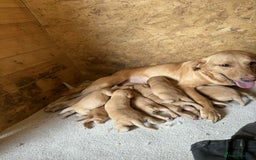 Labrador Retriever dogs for sale: KC Registered labradores ready to leave  - Image 13