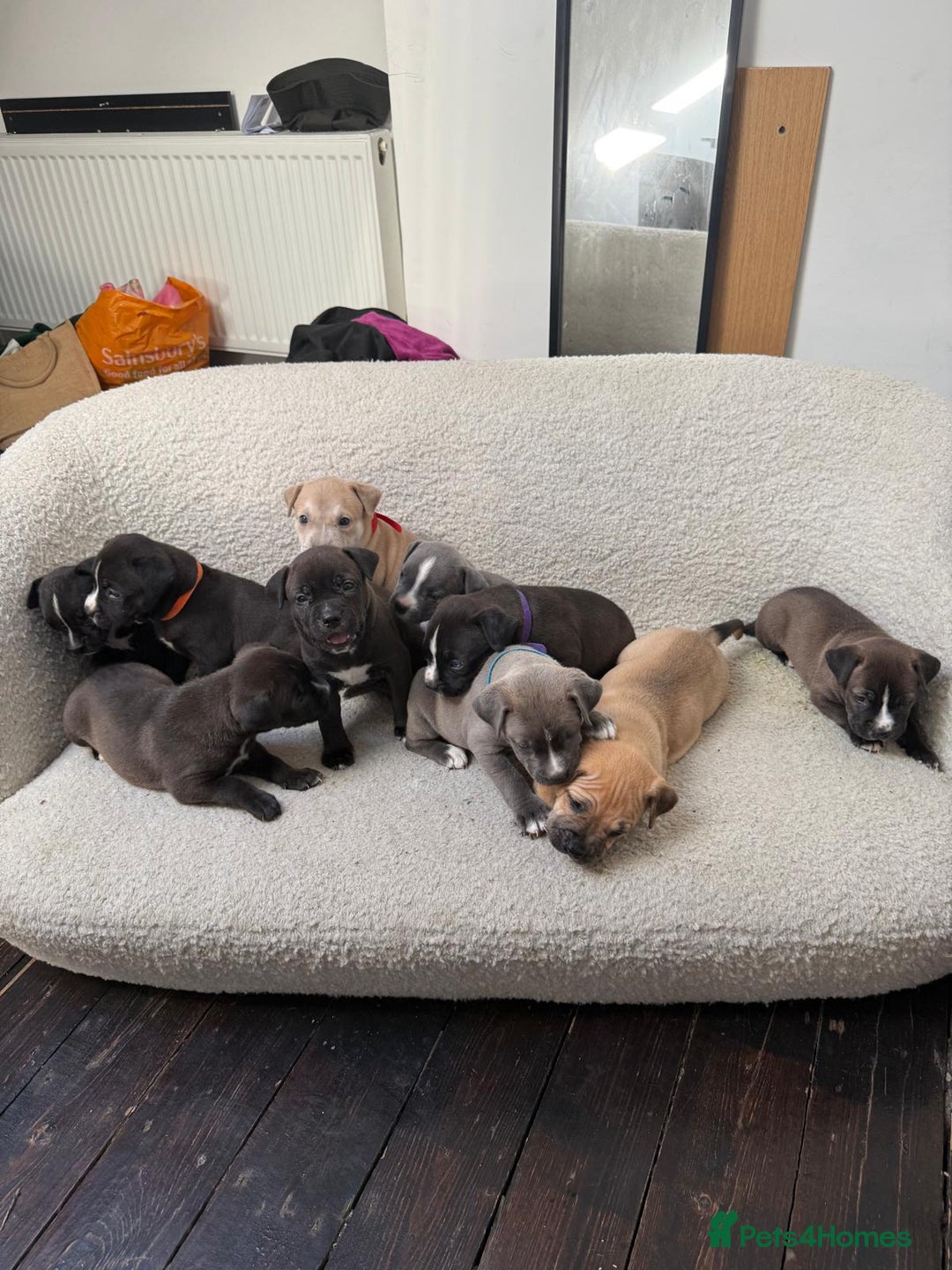 Mixed Breed dogs for sale: Beautiful mix staffy available  - Image 3