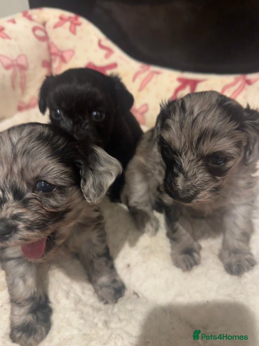 Maltipoo dogs for sale: Maltipoo rare merle colours  - Image 9