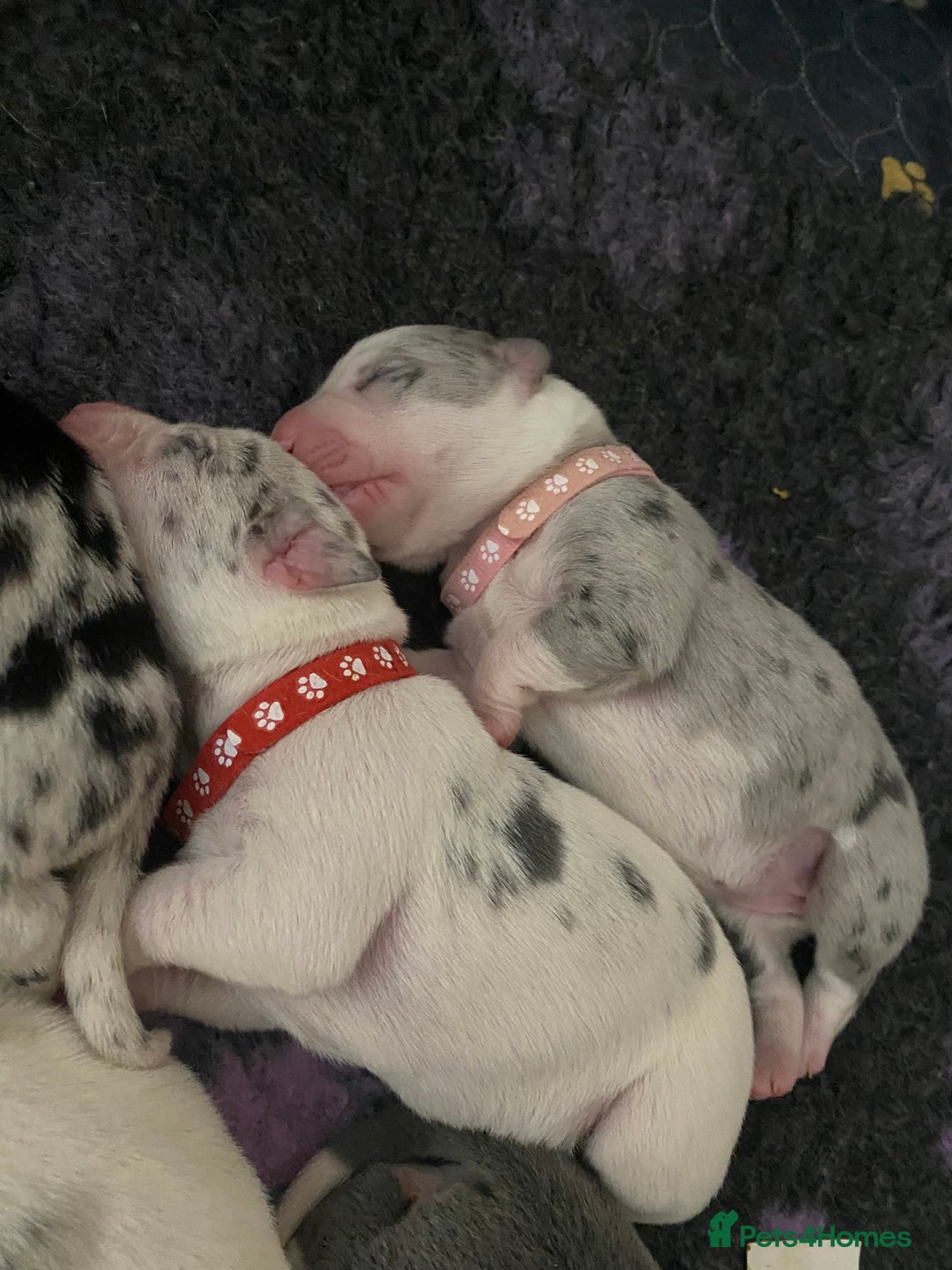 Mixed Breed dogs for sale: beautiful Bull/Greyhound puppies  - Image 6