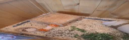 Guinea Pig rodents for sale: 2 Male Guinea Pigs. - Advert 5