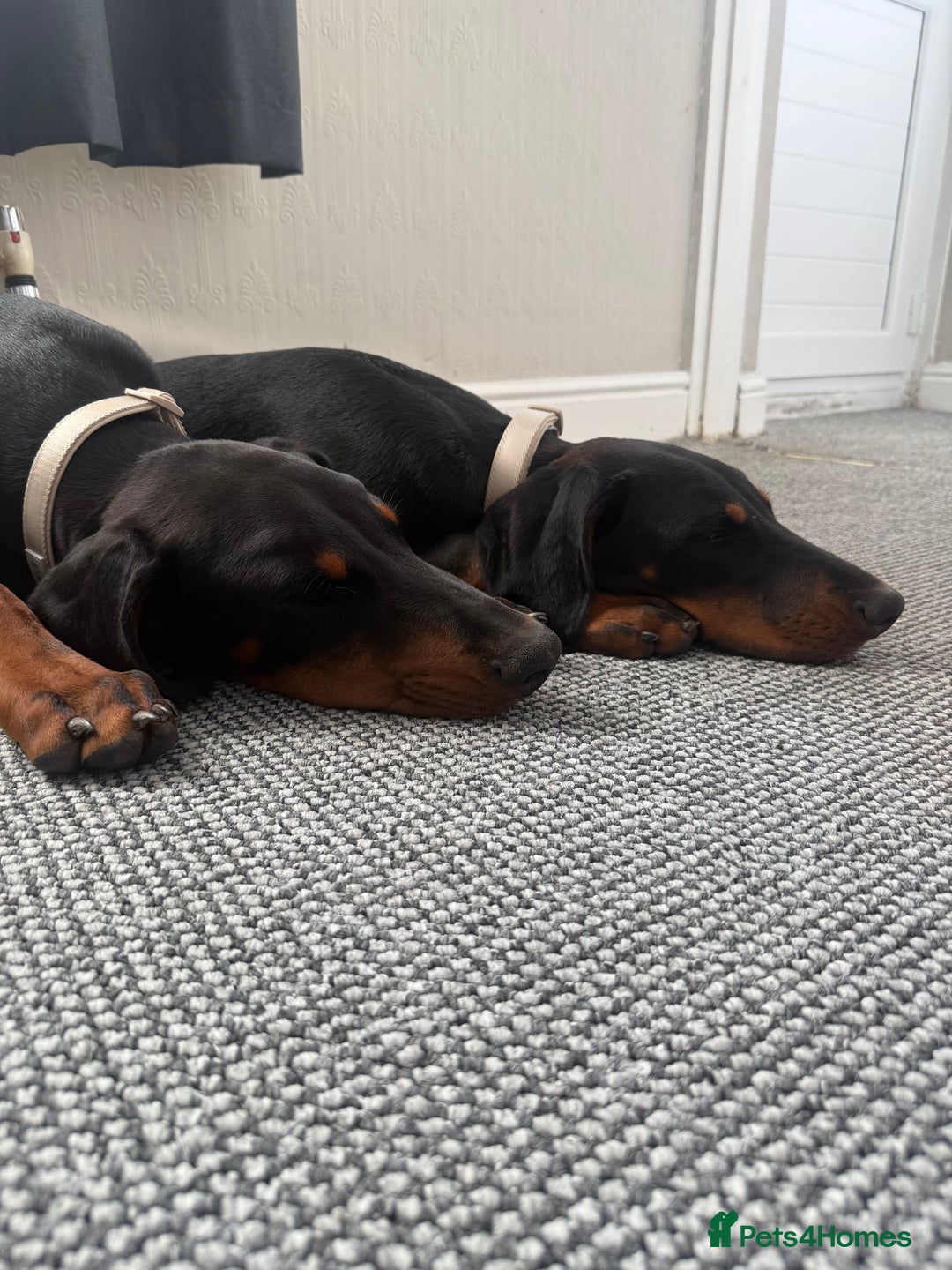 Dobermann dogs for sale: 6 month Dobermann’s - Image 3