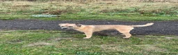 Border Terrier dogs for stud: Border terrier at stud. Kc registered  in Durham - Advert 4