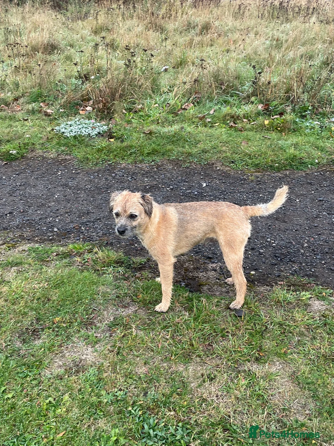 Border Terrier dogs for stud: Border terrier at stud. Kc registered  in Durham - Advert 4