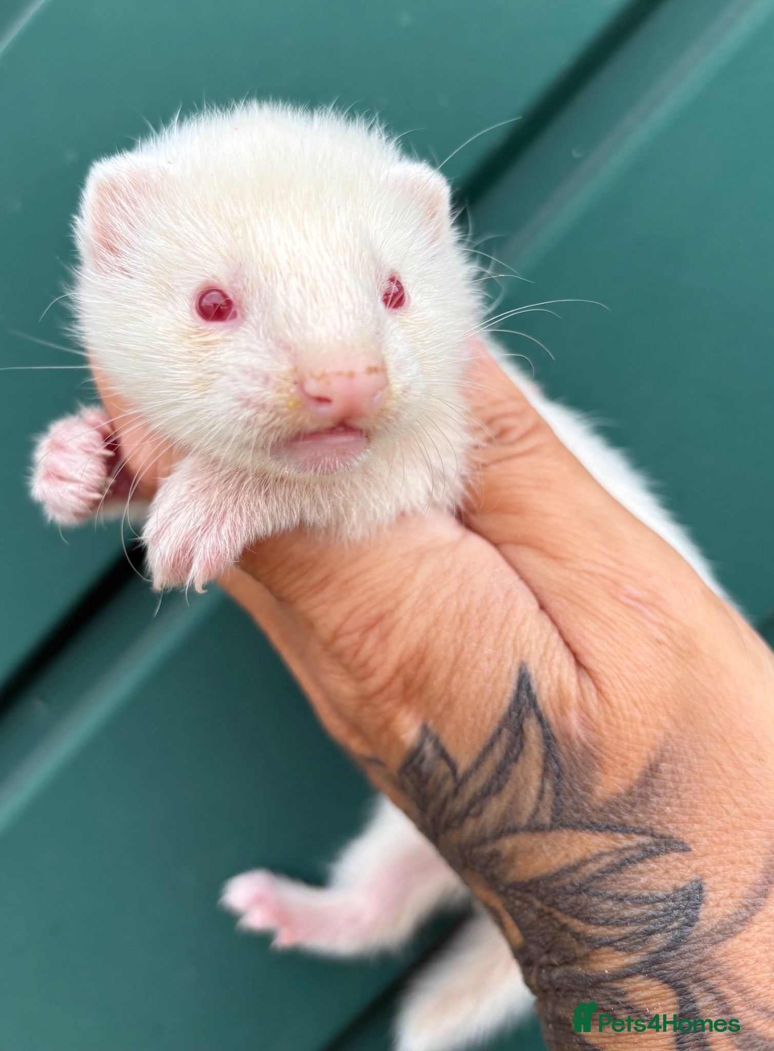 Ferret rodents Albino ferret kits  - Advert 2