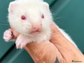 Ferret rodents Albino ferret kits - Advert 1