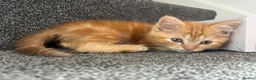 Mixed Breed cats for sale: Male ginger kitten - Advert 3