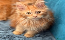 Maine Coon cats for sale: European Blood Lines GCCF Reg Main Coon Kittens  - Image 20