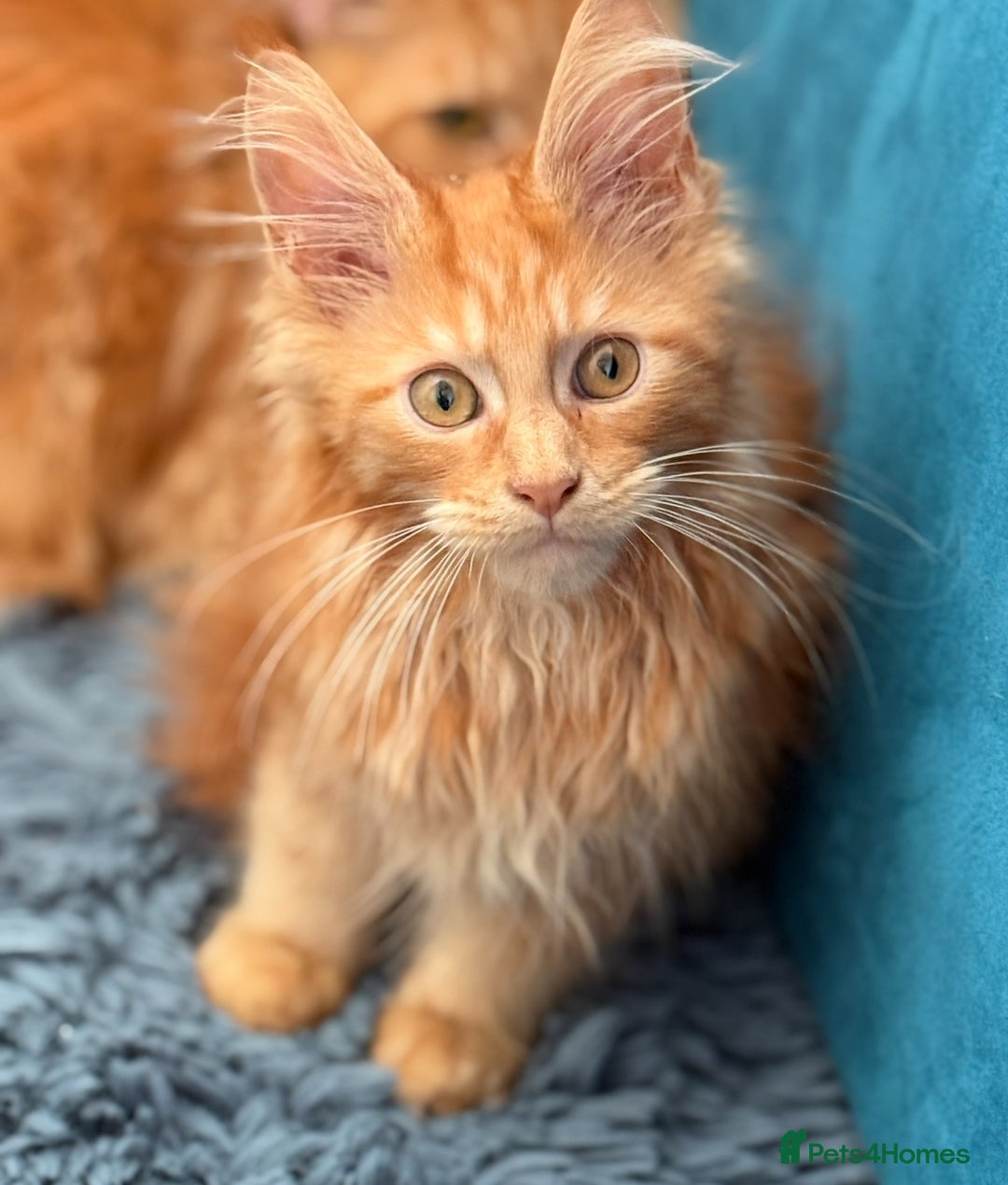 Maine Coon cats for sale: European Blood Lines GCCF Reg Main Coon Kittens  - Image 20