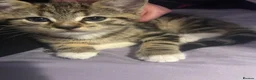 Bengal cats for sale: Bengal mixed - Advert 8