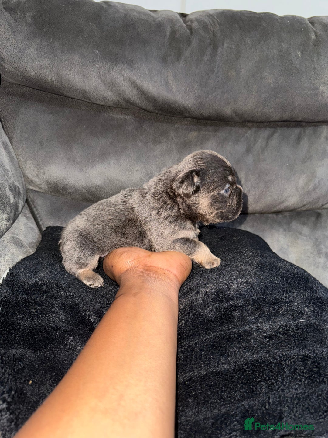 French Bulldog dogs for sale: Lilac & tan fluffies/ **  - Advert 16