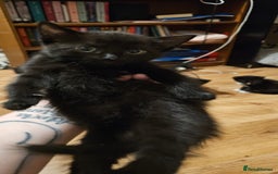 Mixed Breed cats for sale: 3 kittens and mum  - Image 1