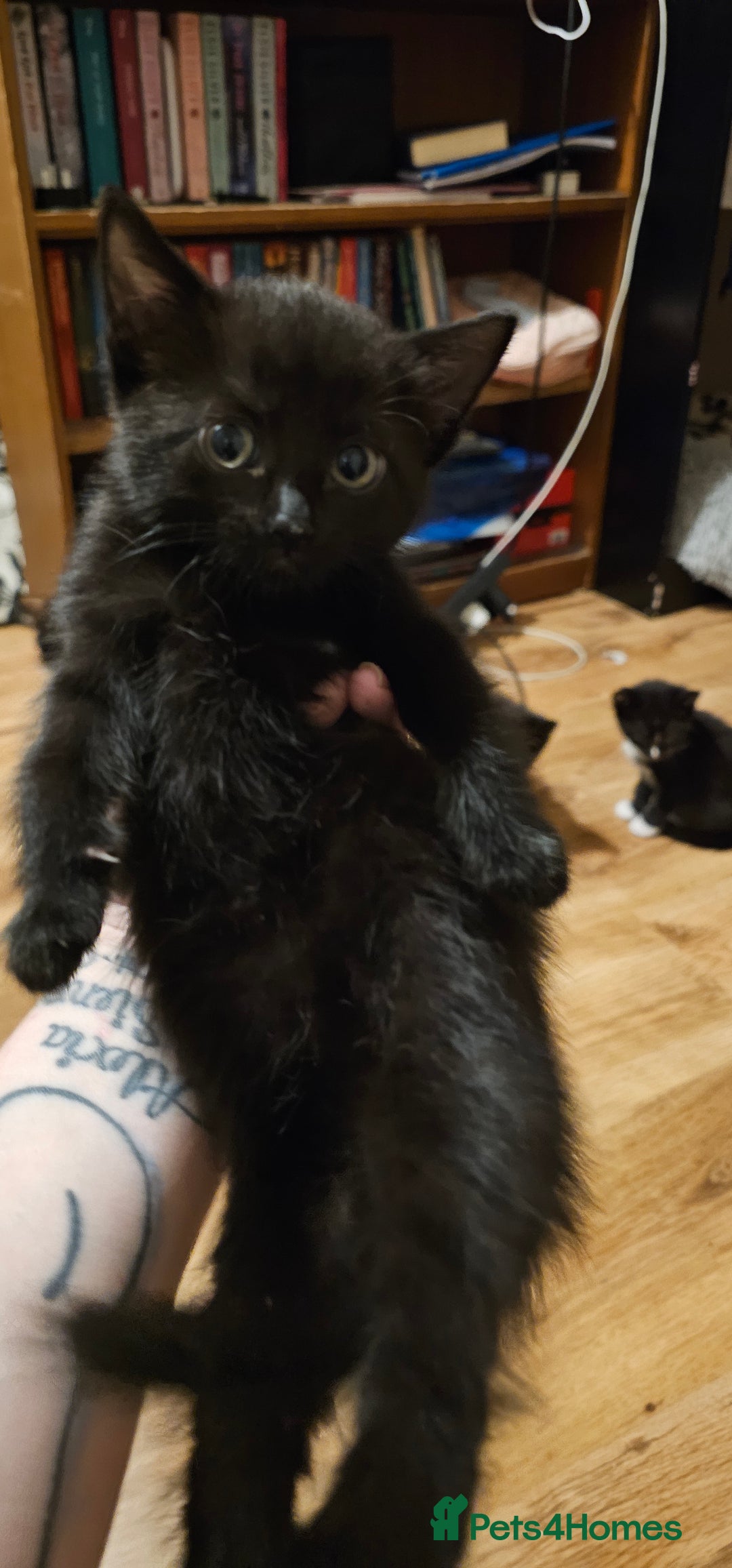 Mixed Breed cats for sale: 3 kittens and mum  - Image 1
