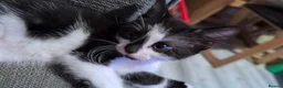 Mixed Breed cats for sale: 3 beautiful kittens  - Advert 5
