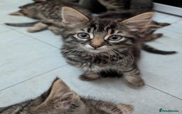 Domestic Shorthair cats for sale: Babies ready for their new homes NOW 🥰 - Image 15