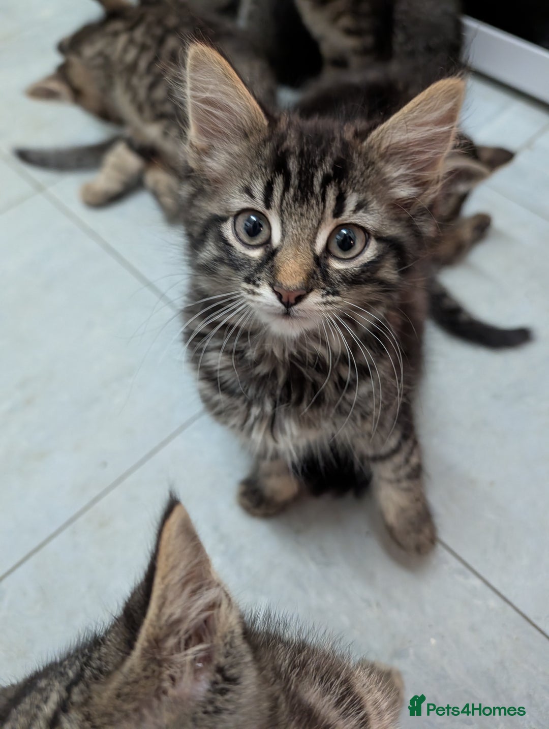 Domestic Shorthair cats for sale: Babies ready for their new homes NOW 🥰 - Image 15