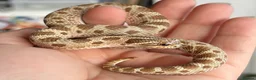 Snake reptiles for sale: Various 2024/2025 Western Hognoses - Advert 14