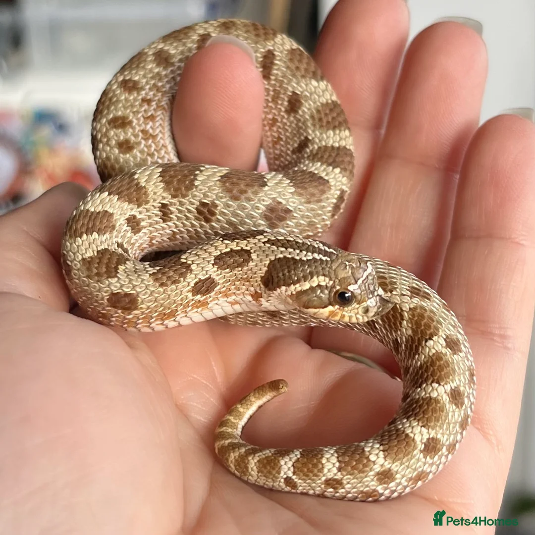 Snake reptiles for sale: Various 2024/2025 Western Hognoses - Advert 14