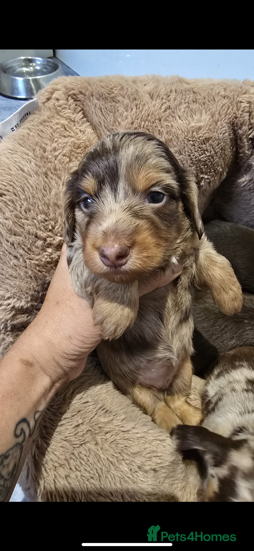 Miniature Dachshund dogs ❤️Longhair and wirehair sausages❤️ - Advert 1