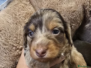 Miniature Dachshund dogs 💙💖Long hair&silky-wire hair💖💙 - Advert 6