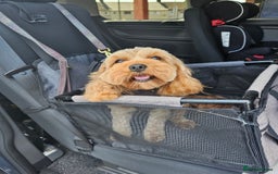Cavapoo dogs for sale: Cavapoo f1b - Image 12