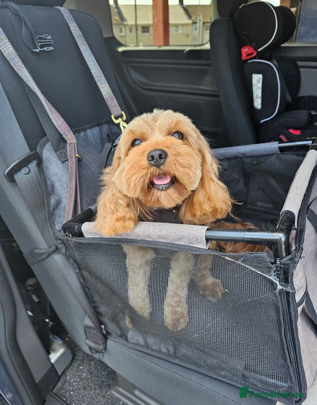 Cavapoo dogs for sale: Cavapoo f1b - Image 12