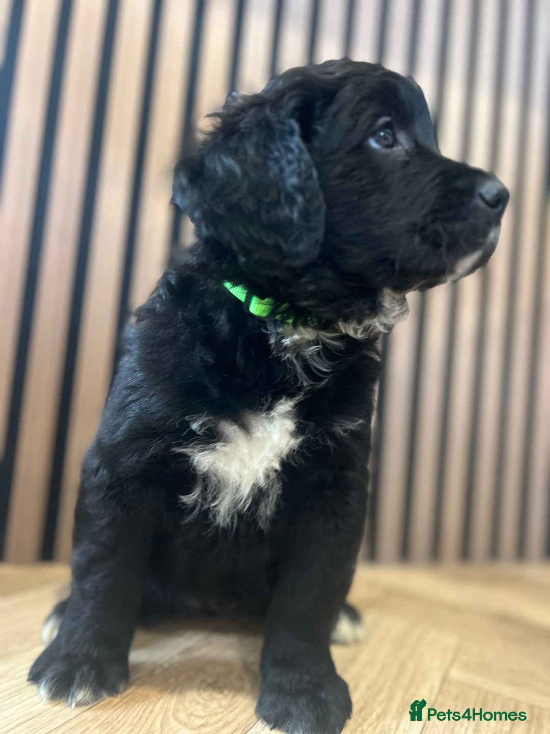 Mixed Breed dogs for sale: Golden mountain doodles  - Advert 12