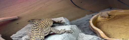 Gecko reptiles for sale: Ackie monitor and crested geckos - Advert 2