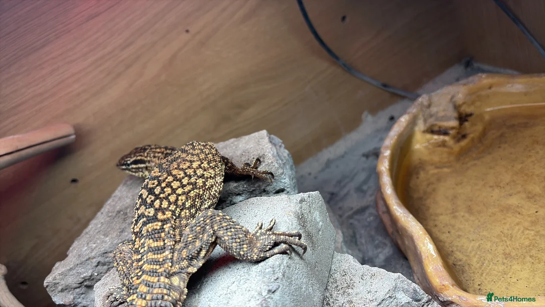 Gecko reptiles for sale: Ackie monitor and crested geckos - Advert 2
