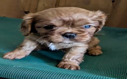 Cavalier King Charles Spaniel dogs for sale: Stunning Deep Ruby Cavalier king Charles puppies  - Image 25