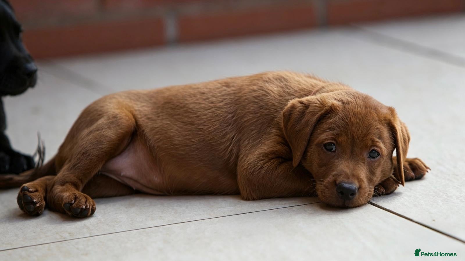 Labrador Retriever dogs for sale: Outstanding fully health tested fox red and black  - Advert 1