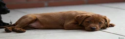 Labrador Retriever dogs for sale: Outstanding fully health tested fox red and black  - Advert 1