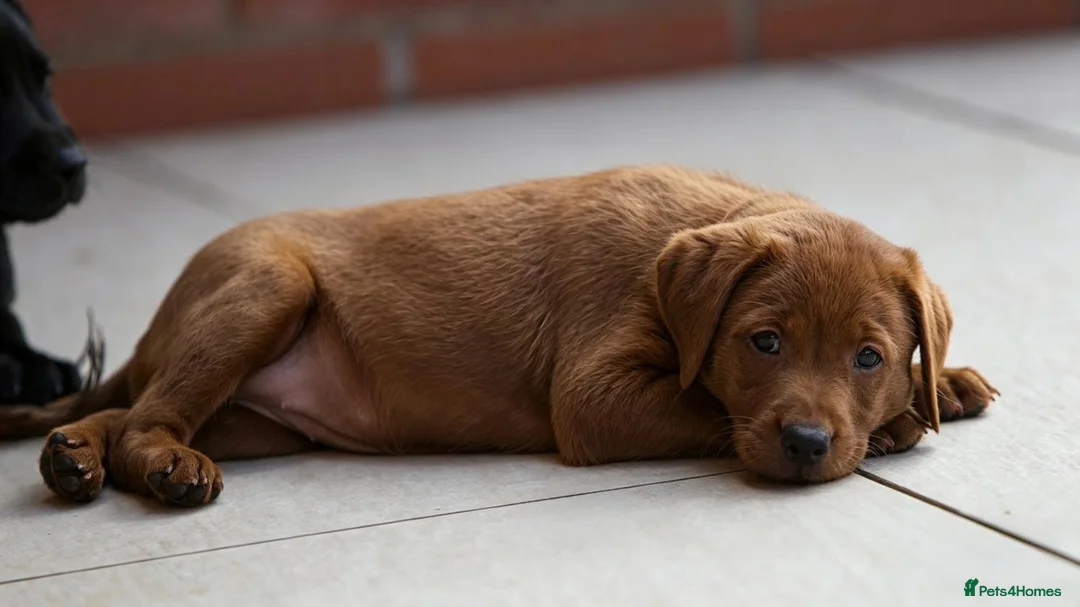 Labrador Retriever dogs for sale: Outstanding fully health tested fox red and black  - Advert 1