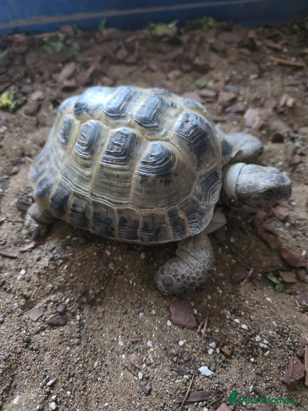 Tortoise reptiles for sale: Horsfield's tortoise - Advert 1