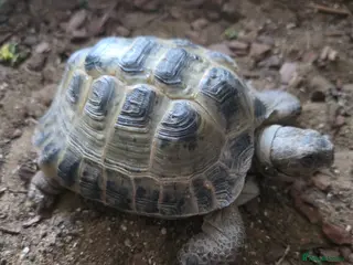 Tortoise reptiles Horsfield's tortoise - Advert 14