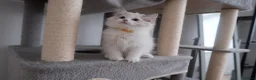 Ragdoll cats for sale: Champion European R-Bloodline Ragdoll Kittens - Advert 8